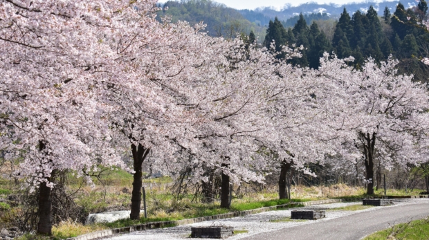 cherry blossoms