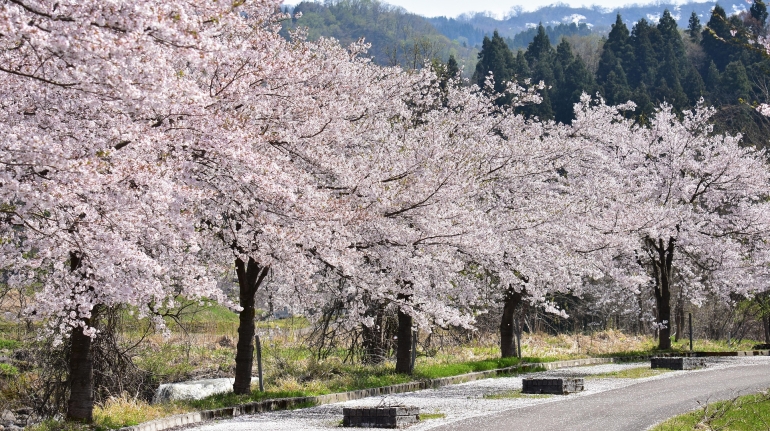 cherry blossoms